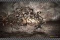 Обои